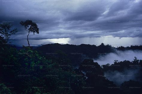 Tropical Primary Rainforest Canopy Malaysia Sarawak