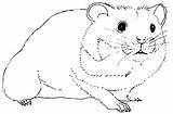Hamster Coloring Animals Pages Coloriage Kb sketch template