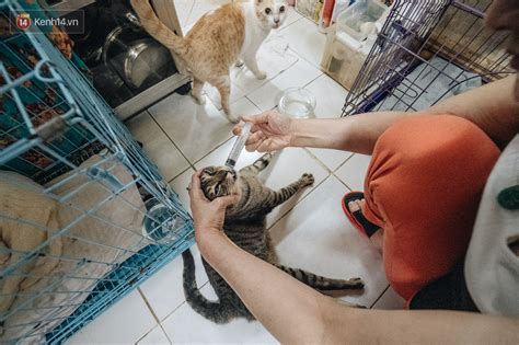 Cô Chủ Nhặt Nuôi Hàng Trăm Chú Mèo Bị Bỏ Rơi Về Nhà Chăm Sóc Và Ngôi