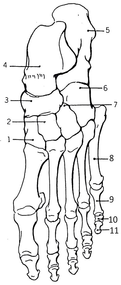 hand bones anatomy coloring pages