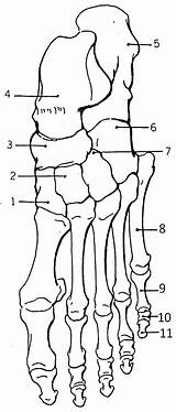 Foot Bones Anatomy Color Human Skeleton Worksheets Body Worksheet Coloring Biologycorner Skeletal Drawing Labeling Del Physiology Pie Huesos System Sheets sketch template
