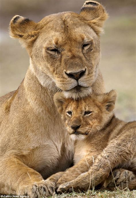 lion cub peers out from between his mother s legs while playing daily