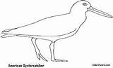Oystercatcher Coloring sketch template
