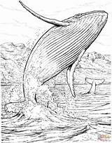 Humpback Baleine Coloriage Whales Blauwal Ballena Animaux Coloriages Sperm Apologia Creatures Lesson Bosse Marins Saltando Dibujo Ausmalbilder Malvorlage Springt Acqua sketch template