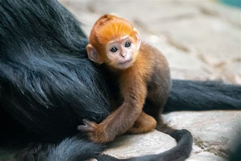incredibly rare baby monkey   born   ohio zoo