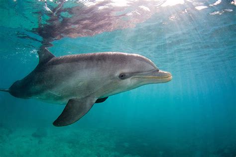 bottlenose dolphins  control  heart rates  avoid  bends  scientist