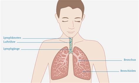 lungenkrebs verstehen die funktion der lunge  das  wort