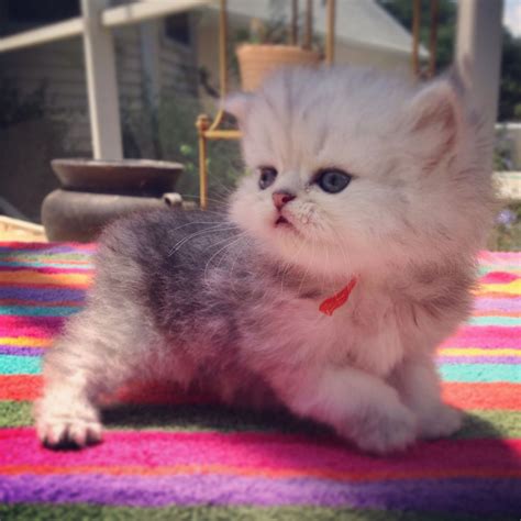 website  reserve kismet kittens  sale  small teacup silver shaded persian