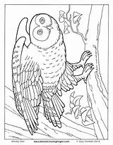 Realistic Animal Coloring Pages Getdrawings sketch template