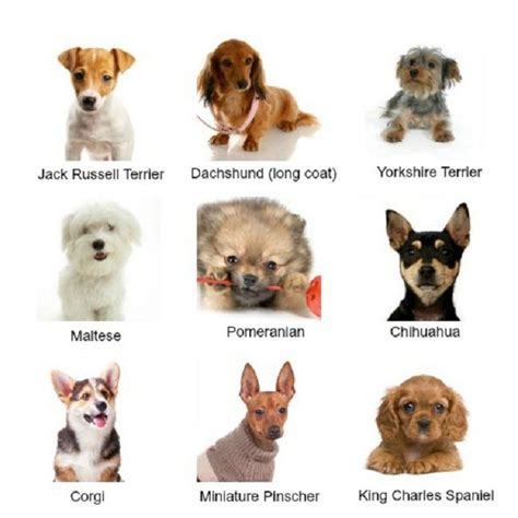 dog breed chart  numbers