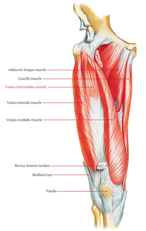 vastus intermedius earths lab