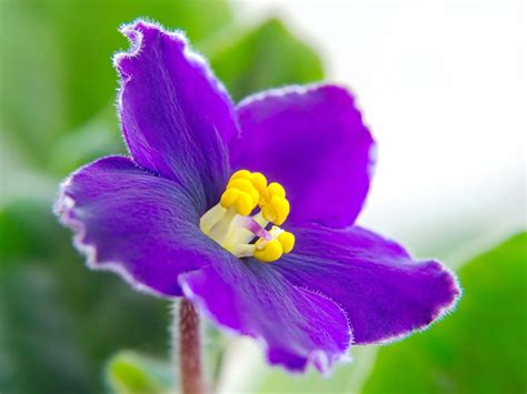 african violet flower