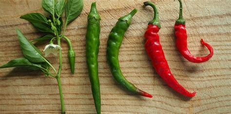 grow hot peppers grow chili peppers  seed