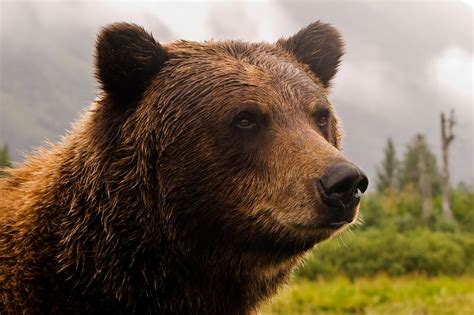 montana proposes grizzly management plan  feds weigh delisting hoptraveler