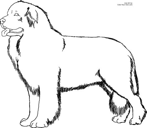 gambar newfoundland dog coloring page printable size click return pages