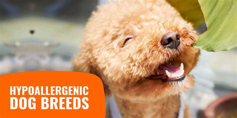 hypoallergenic dogs breeds allergens allergy  dogs
