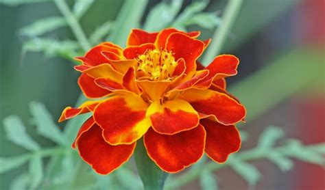 arti bunga marigold   merawatnya taman tanaman hias