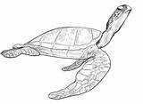 Turtle Loggerhead Drawing Getdrawings Coloring Pages sketch template