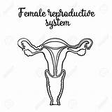 Reproductive System Female Drawing Anatomy Diagram Blank Human Coloring Getdrawings Sketch Systems Vector Urogenital Illustration Paintingvalley Source sketch template