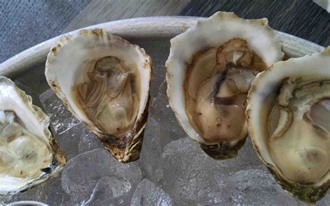 matunuck oyster oysterater