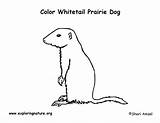 Prairie Dog Coloring Tailed Whitetail Sponsors Wonderful Support Please Prairiedog Exploringnature sketch template