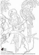 Hyacinth Macaws Wpt sketch template