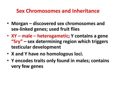 Ppt The Chromosomal Theory Of Inheritance Powerpoint Presentation