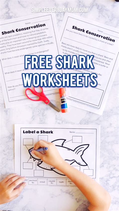 printable shark worksheets  kids artofit
