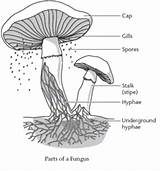 Fungi Hyphae Mushrooms Introduction Hypha Fungus Istudy Pk sketch template