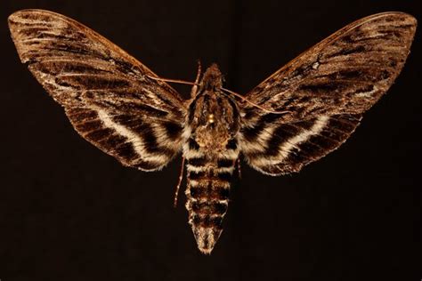 Hermit Sphinx Moth Lintneria Eremitus Insects Of Iowa