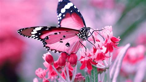 pink butterfly desktop wallpapers top  pink butterfly desktop backgrounds wallpaperaccess