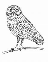 Coloring Burrowing Owl Getcolorings sketch template