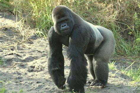 male silverback gorilla pangani forest  silverback   flickr