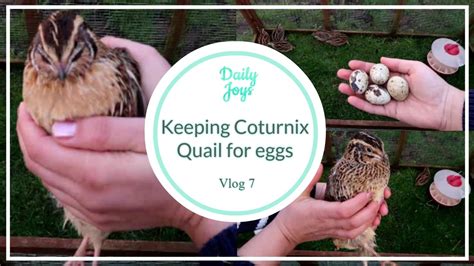 keeping coturnix japanese quail youtube
