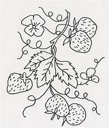 Vine Strawberries Read Embroidery Patterns sketch template