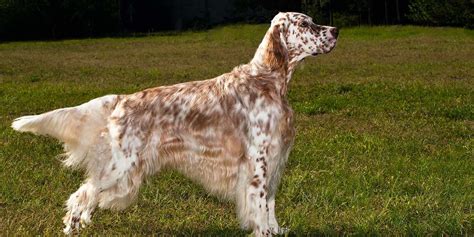 english setter puppies  sale greenfield puppies