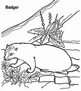 Badger Coloring Pages Color Sheet Animal Printable Animals Print Back Designlooter sketch template