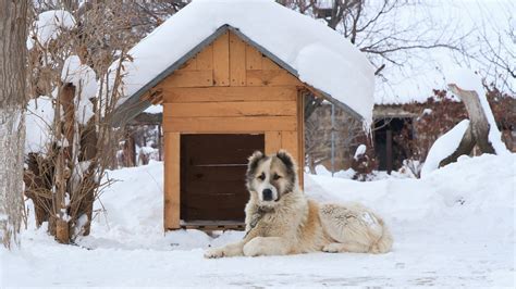 dog houses  cold weather