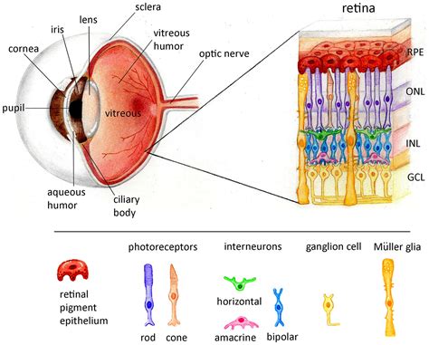 frontiers extracellular vesicles   retina putative roles