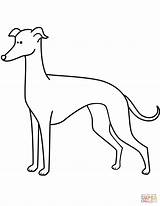 Greyhound Coloring Pages Whippet Drawing Funny Italian Line Printable Getcolorings Bargain Dogs Getdrawings Color Categories sketch template