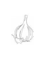Garlic Bulb Coloring Clove sketch template