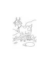 Goat Coloring Glad Tennis Playing sketch template