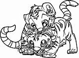 Tiger Coloring Pages Baby Tigers Tooth Printable Cub Cheetah Saber Two Color Drawing Cartoon Cute Bengal Detroit Adult Lsu Draw sketch template