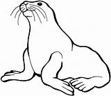 Seal Coloring Pages Getcolorings Color Print sketch template