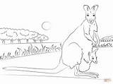 Wallaby Coloring Baby Designlooter Necked Pages Red 72kb 224px sketch template