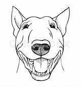 Pitbull Framsida Rolig Fronte Divertente Depositphotos Vetores Engraçada Step Clavos Bensinan Vetoriais Terriers Perro sketch template