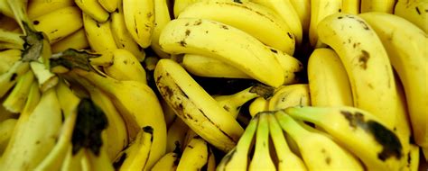 The World’s Most Popular Banana Species Is At Risk Discovery Blog