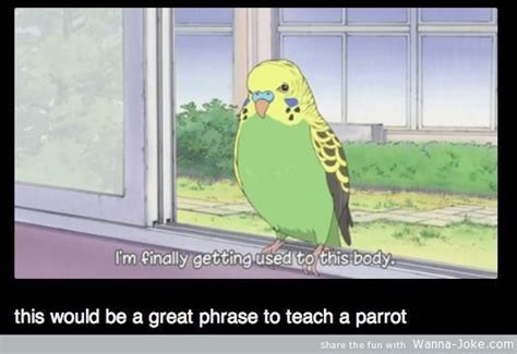 parrot quotes quotesgram