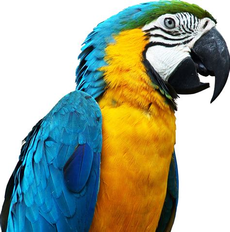 blue parrot png image   transparent image  size xpx