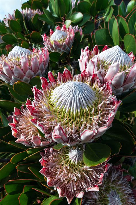 south africas pride  joy fascinating facts   protea flower